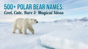 polar bear names cool cute rare